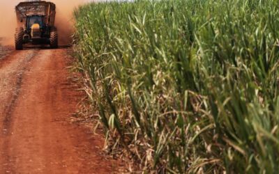 Produção de açúcar pode beirar 40 milhões de toneladas