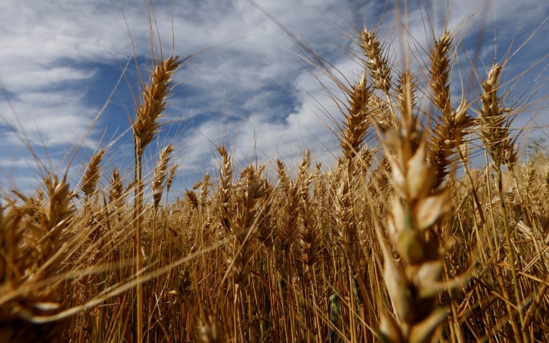 Brasil buscará mais trigo nos EUA, Canadá e Rússia