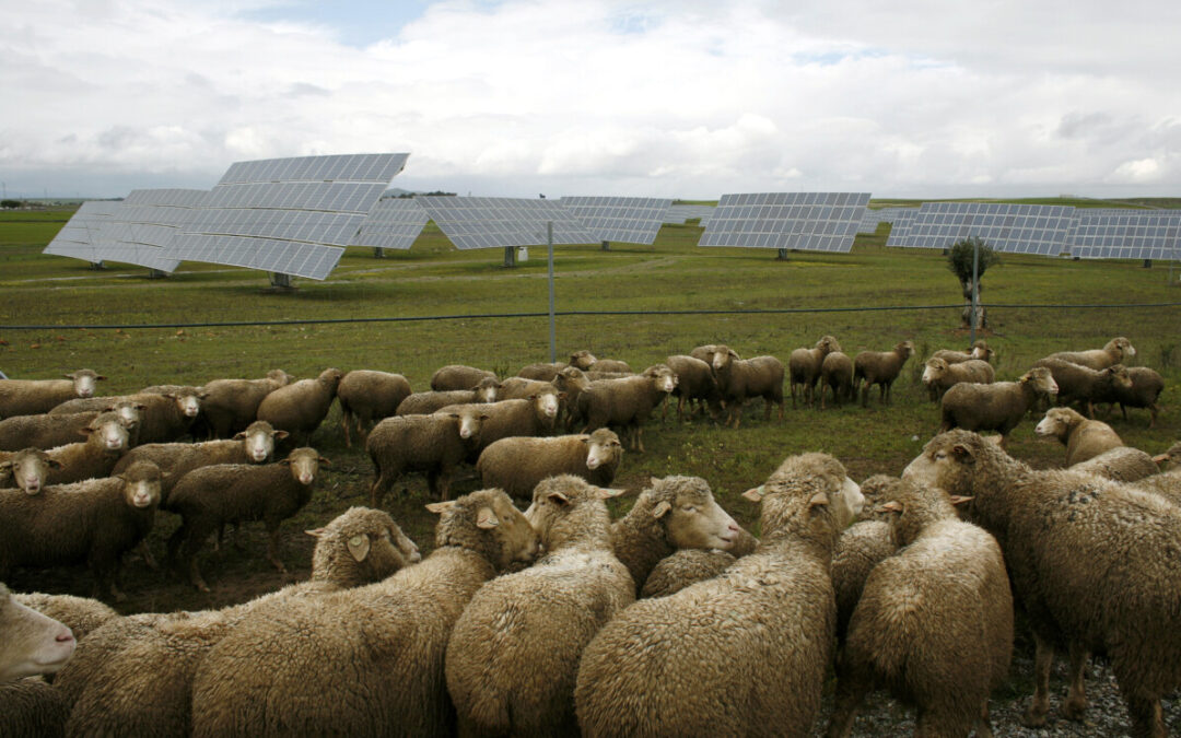 Agro brasileiro obtém ganho com energia solar