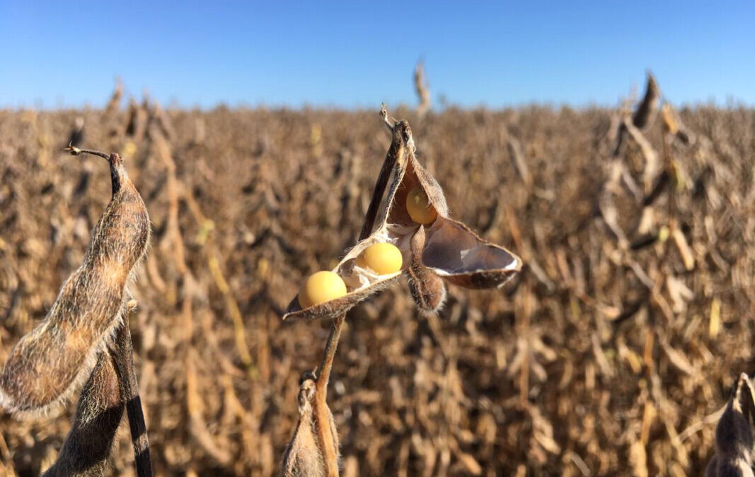 Forbes: Agro faturou R$ 929,5 bilhões em 2022