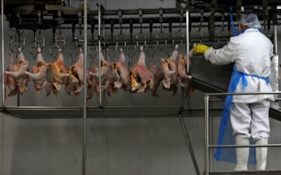 Exportação de carne de frango do Brasil sobe 4,6%