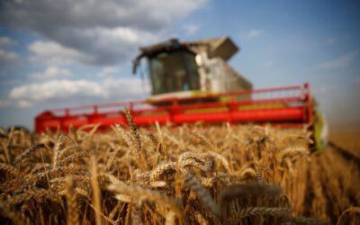 Brasil se aproxima da autossuficiência em trigo