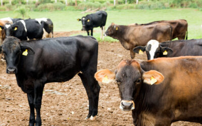 China suspende embargo à carne bovina brasileira