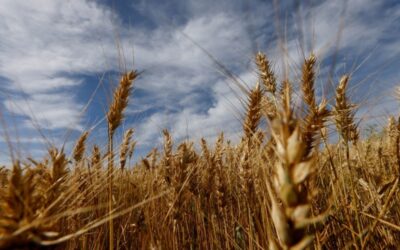 Embrapa expandirá testes com trigo transgênico