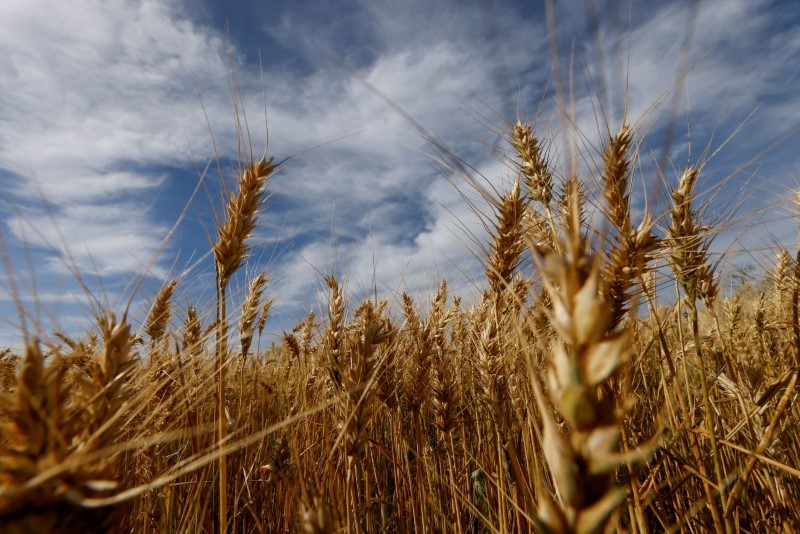 Embrapa expandirá testes com trigo transgênico