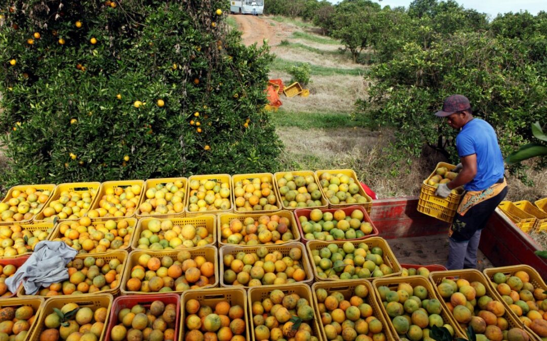Gigantes do suco de laranja viram réus em ação