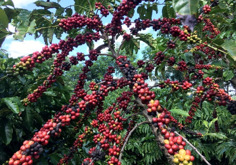 Exportação de café verde do Brasil cai em abril