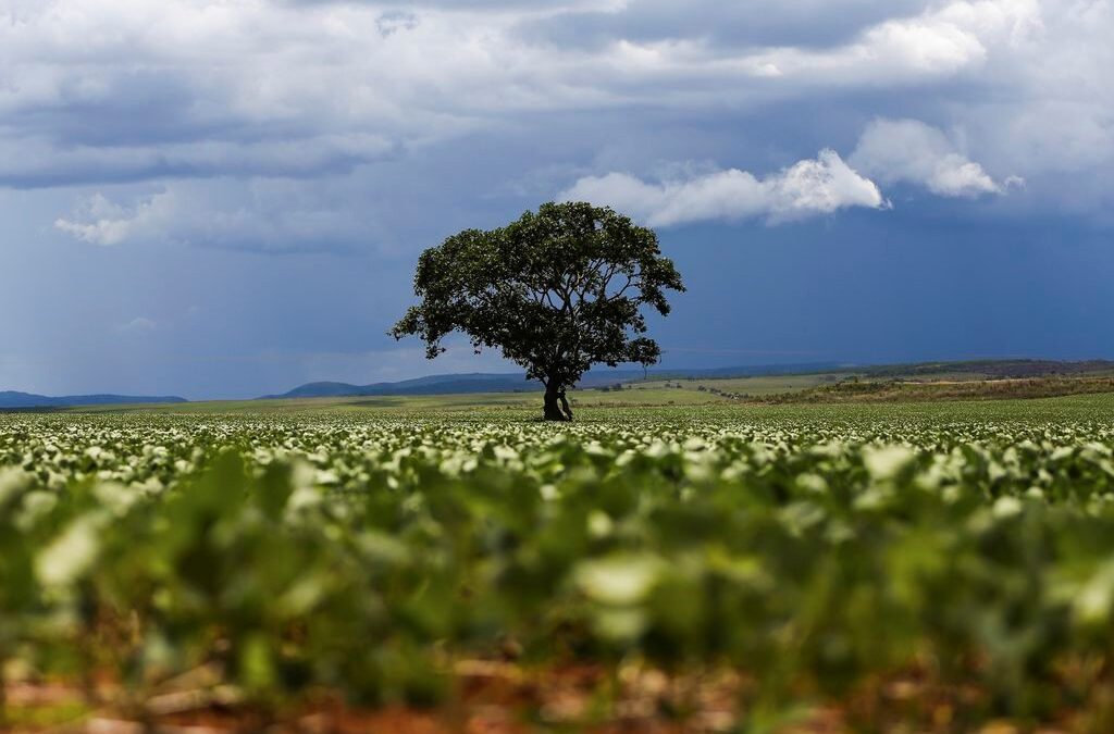 Agro impulsiona previsão de crescimento do PIB