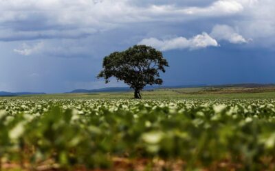 Agro impulsiona previsão de crescimento do PIB